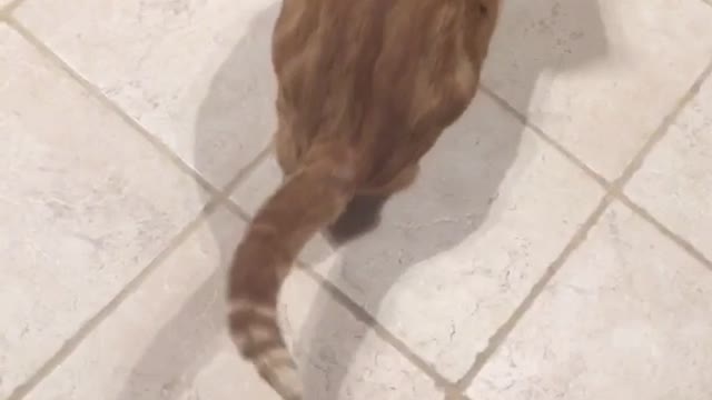 Orange cat chasing tail and shadow on tile floor in kitchen