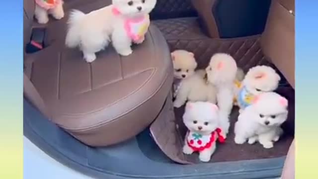 Funny and Cute Dog Video Compilation,🐕🐕_08 _#short