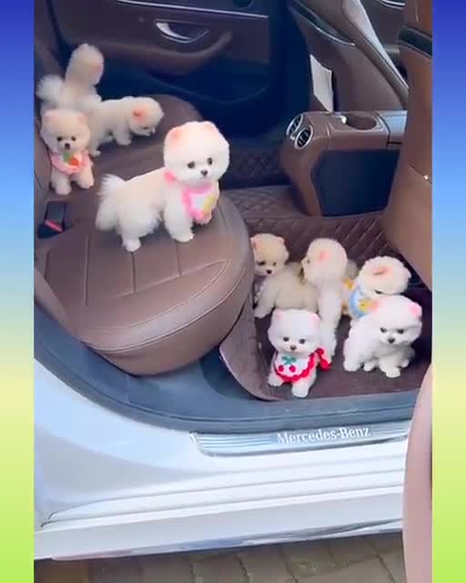 Funny and Cute Dog Video Compilation,🐕🐕_08 _#short