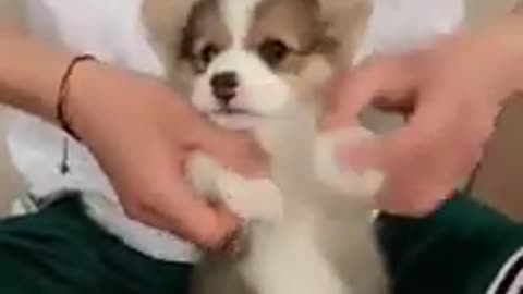 MAN HELPS DOG DANCE TO CUTE SONG