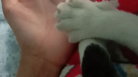 Kitty Paw Mimics Hand