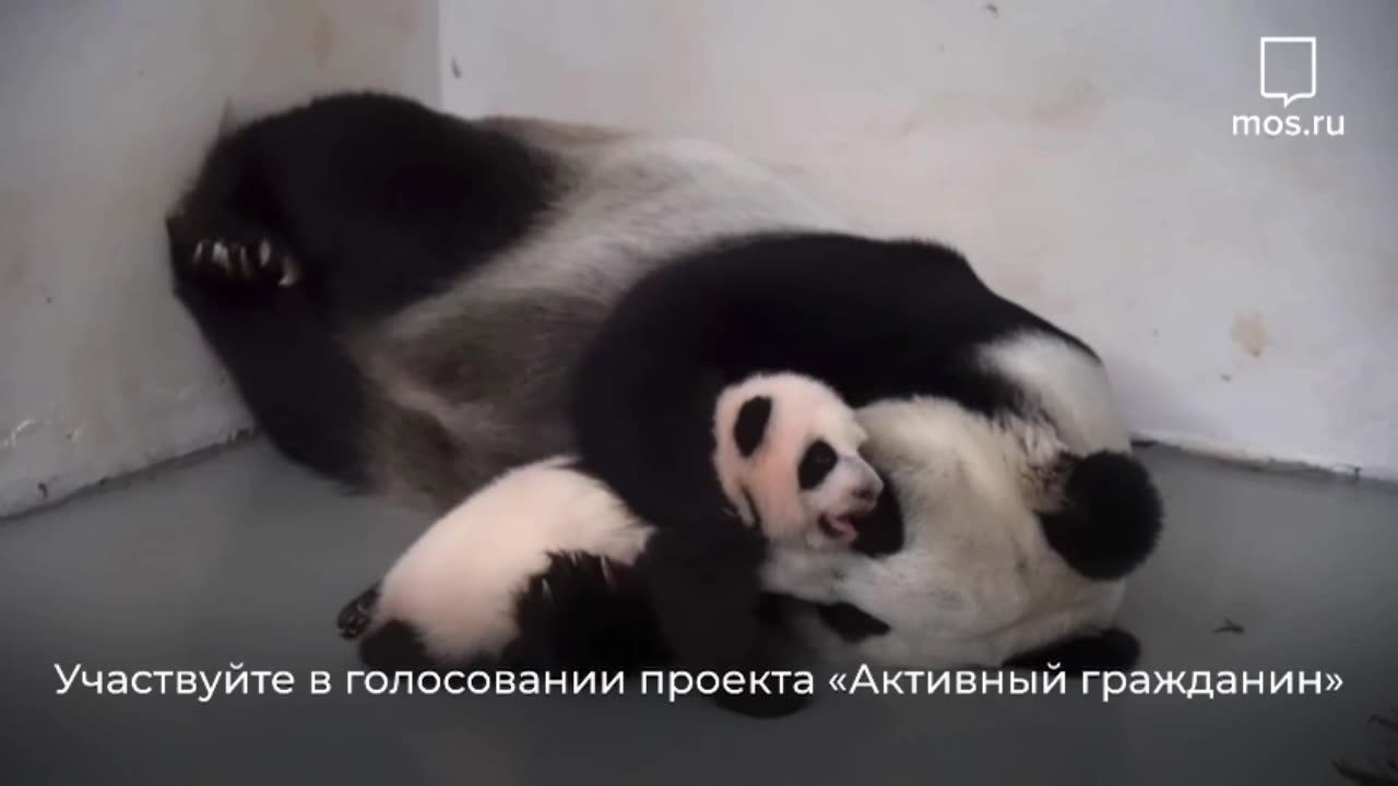 Baby Panda’s life chronicles