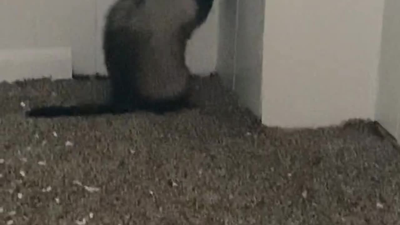 Kyle the ferret chases his toy ball