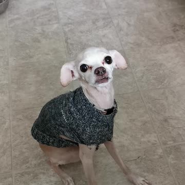 Spud is mister polite. Shakes my hand