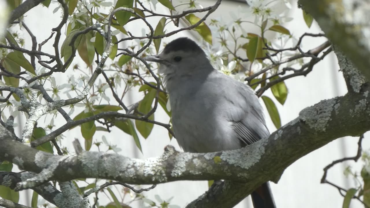 Gray Catbird Singing from Tree Branch