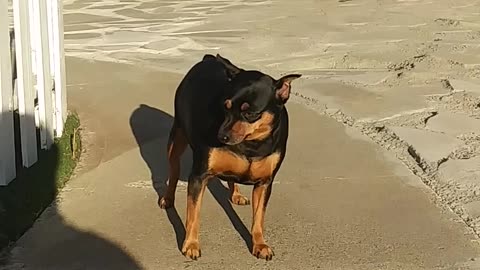 Dog taking too long to obey the owner