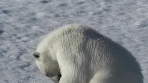 #Russia #NorthPole #PolarBear 😊🐻‍❄️ Arctic encounters of Russian icebreakers