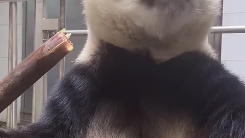 cute panda