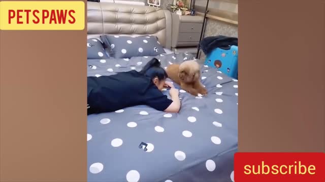 Dog Having Fun [Funny Dog] #shorts