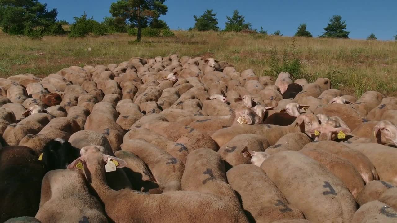 Livestock grazing, flock of sheep eating grass inside fence in farm in southern France