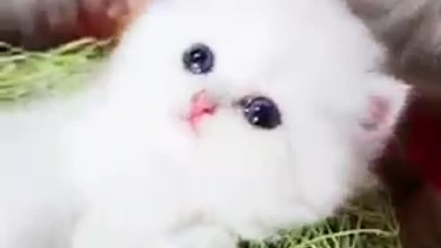 Cute cat video