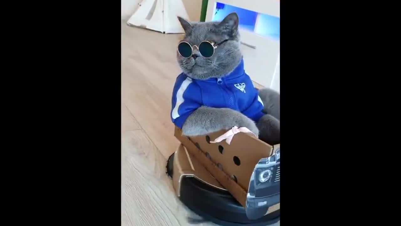 Сool cat rides a homemade car around its home