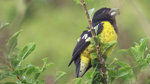 black backed grosbeak voice