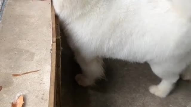 Puppy love never cares about conditions