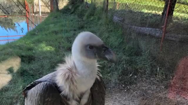 Birds and animals in the garden