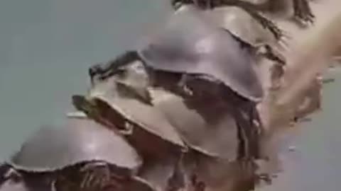 We like this game #shorts #viral #shortsvideo #video
