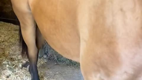 Millie would prefer to switch pastures 😂