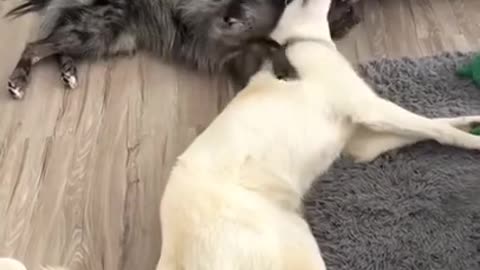 Cute Pets# Funny Dog Videos Compilation 2021 #shorts