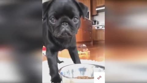 try not to smile with these pet videos