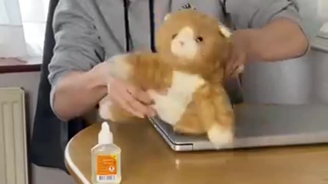 Cat comedy