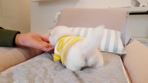 #Buchón frise is so cute! lovely puppy videos - Teacup puppies KimsKennelUS