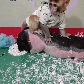 Monkey and pig play together, their friendship is so beautiful