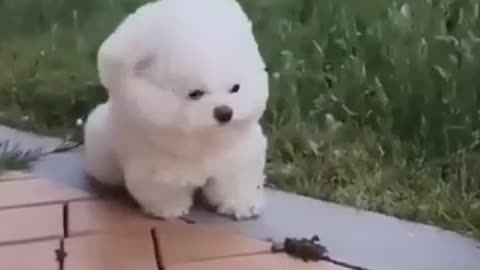 Cute dog