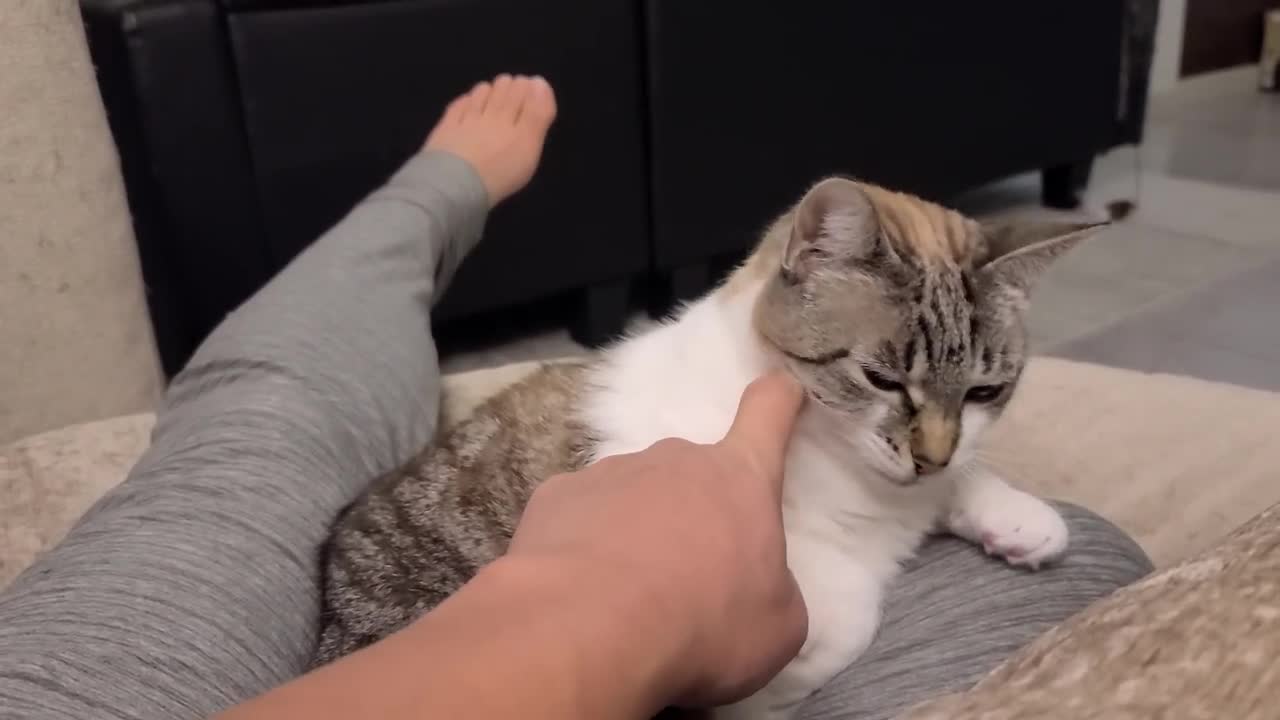 Cat logic: I sit on you, but you cannot pet me | Cats Are Bosses