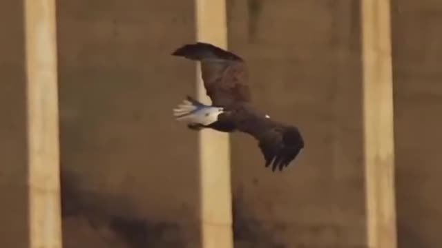 Eagle hunting scene Eagle attitude WhatsApp status eagle vedios#eagleattitudeshortsvedios