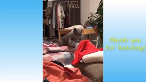 Top Funny Cat Videos of The Weekly - TRY NOT TO LAUGH #17 | Pets Garden