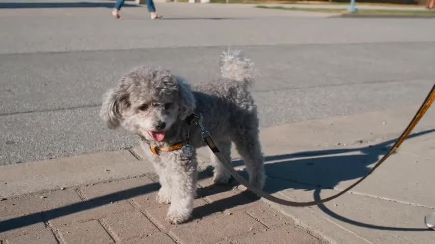 Cuite Dogs & Puppies