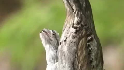 Birds bask in the sun on the branches.