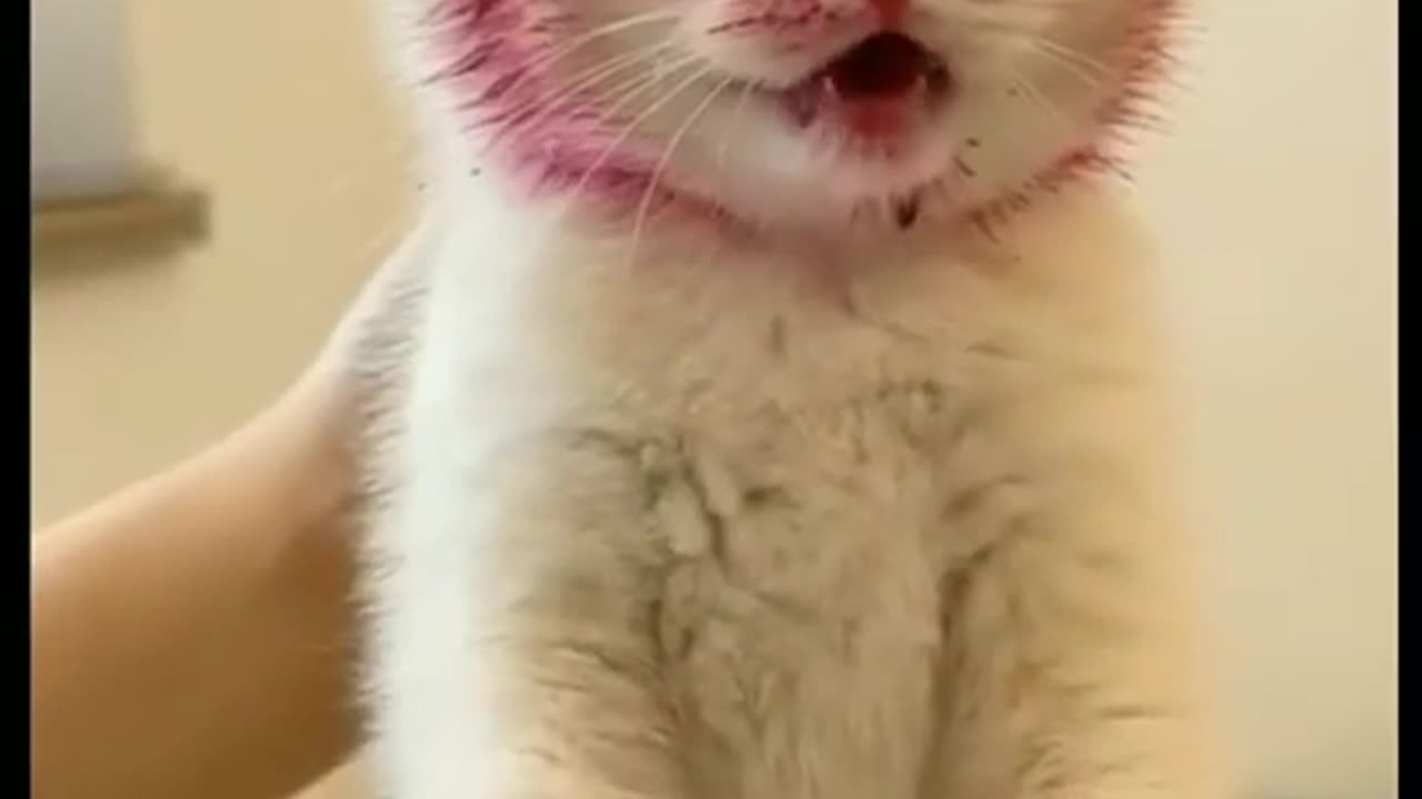 Funny cat