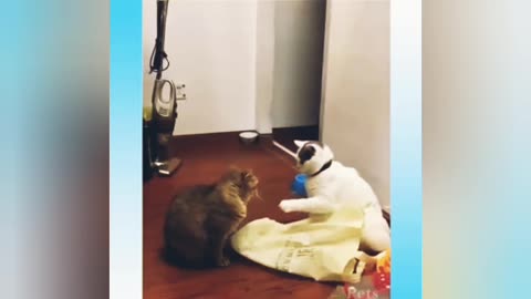 Cat and Dog Funny Training Short Training Videos