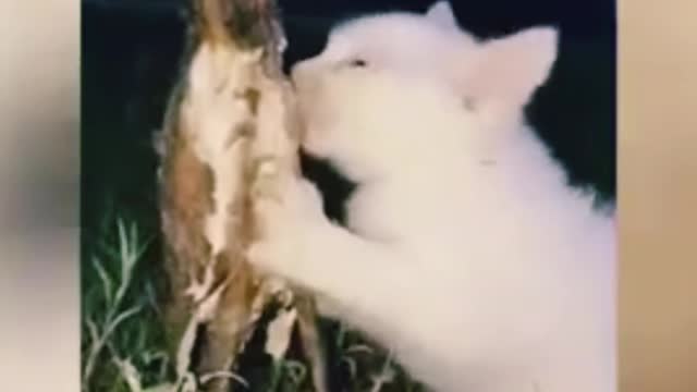 Omg So Cute Cats Best Funny Cat Videos 2021