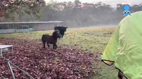 Pole rescuing a flying-fox pup; this is Convolvulus Crash