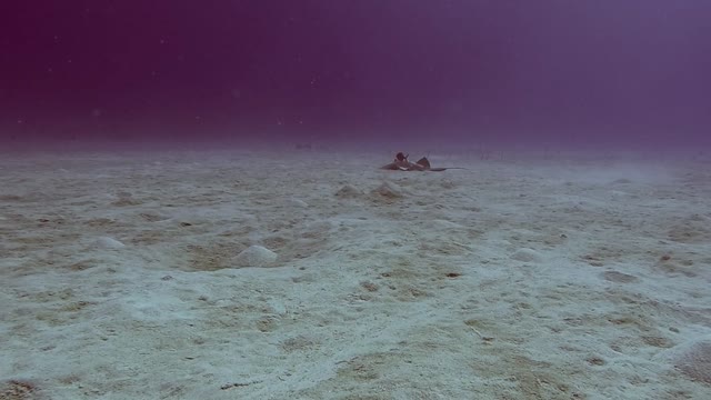 Stingray hunting with fish