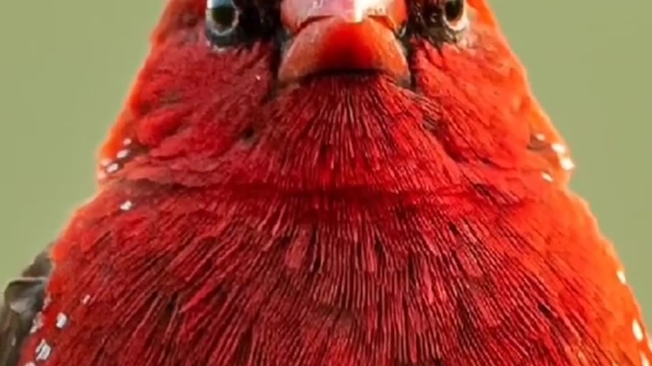 Wildlife is in closer view with a natural perspective.
