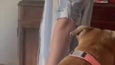 Funny Animal #shorts#viral