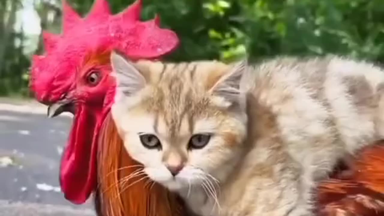 بدون شرح