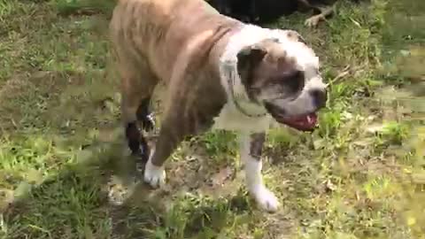 doggo wearing shoes