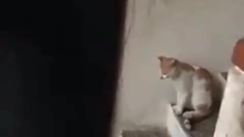 incroyable et drôle Un chat qui frappe à la porte