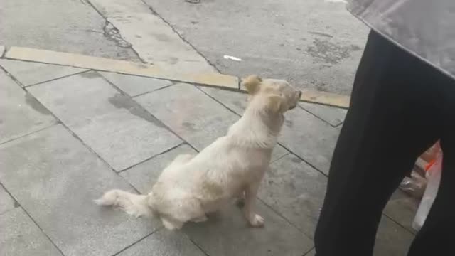 Cute little dog