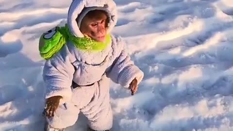 Monkey playing snow,cute moment