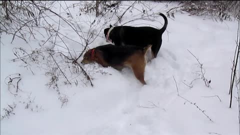 Rocky & Bobbi Mouse Hunting in Snow