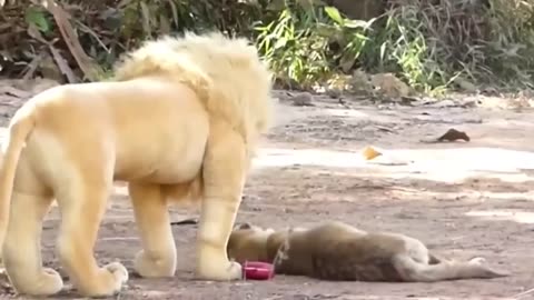 Funny Animal Videos 😂 #8 - Best Funniest Animal Videos 2024 😂