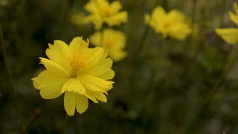 What a nice Flower