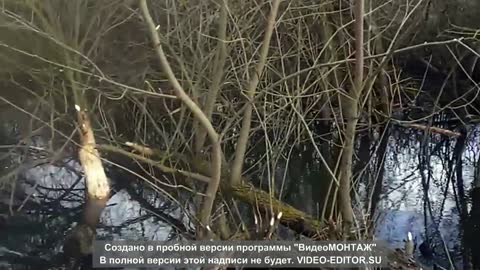 Beavers on the river