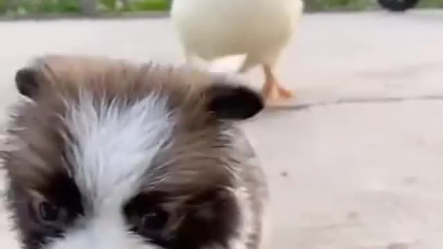 Dog playing with Duck