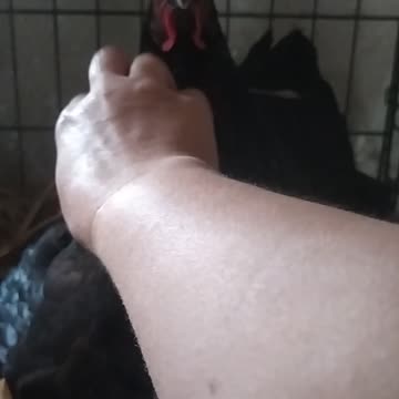 My hen Totoro and her chicken babys 🐔💚🐣